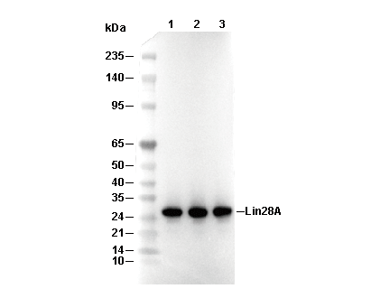 Lin28A Antibody [J2N23] WB