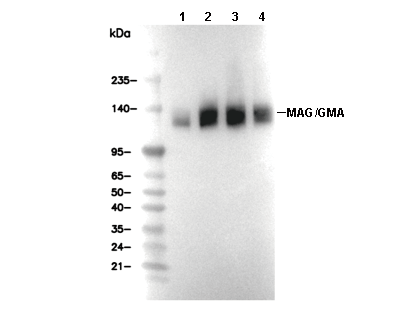 MAG/GMA Antibody [E22A5] WB
