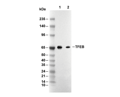 TFEB Antibody [G16A13] WB