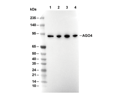 AGO4 Antibody [K1B14] WB