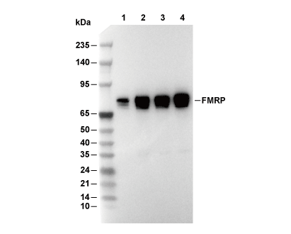 FMRP Antibody [C2F21] WB