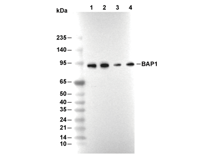 BAP1 Antibody [L1A7] WB