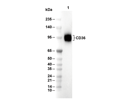 CD36 Antibody [J12N24] WB