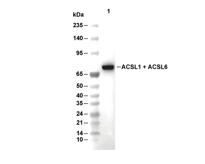 ACSL1 Antibody [D13B22] WB