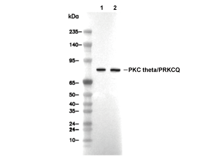 PKC&theta;/PRKCQ Antibody [L3H13] WB