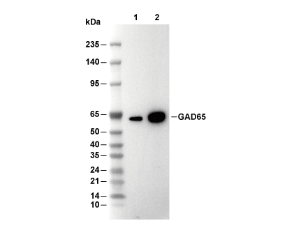 GAD65 Antibody [L12H12] WB