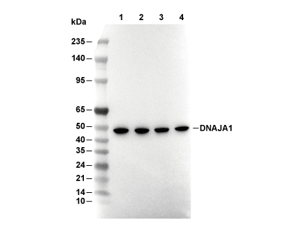 DNAJA1 Antibody [J3K12] WB