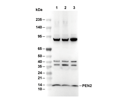 PEN2 Antibody [E13J21] WB
