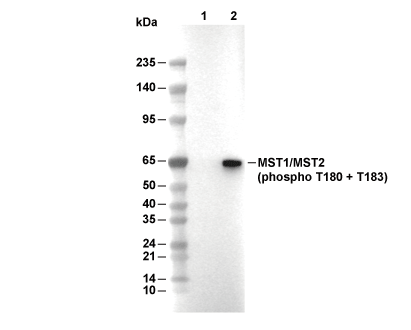 Phospho-MST1/MST2 (T180 + T183) Antibody [B24N16] WB