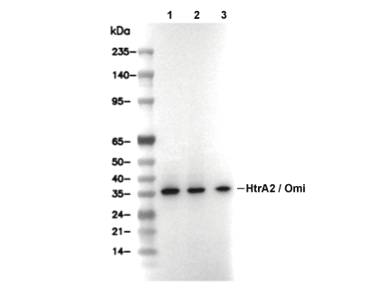 HtrA2/Omi Antibody [H8H4] WB