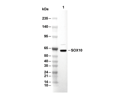 SOX10 Antibody [E22E2] WB