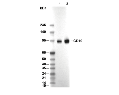 CD19 Antibody [H7K12] WB