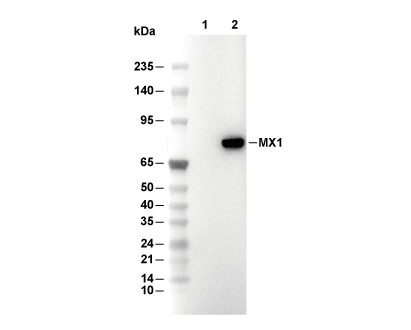 F4816-wb
