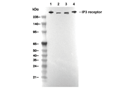 IP3 receptor Antibody [N14P12] WB