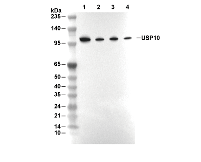 USP10 Antibody [C3H16] WB