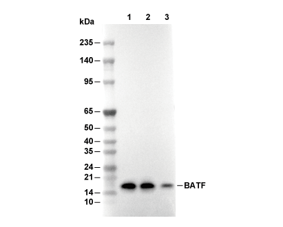 BATF Antibody [C3L16] WB