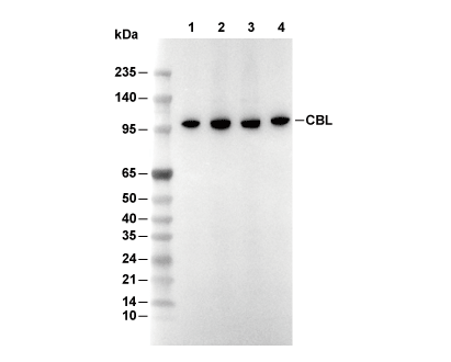 CBL C-terminal Antibody [A13K3] WB