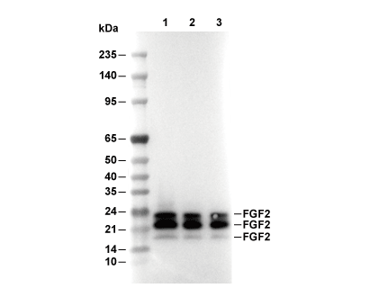 FGF2 Antibody [E17H24] WB