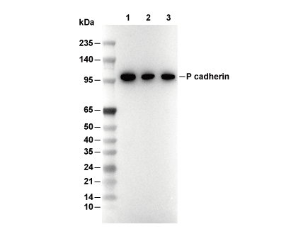 P cadherin Antibody [B17B8] WB