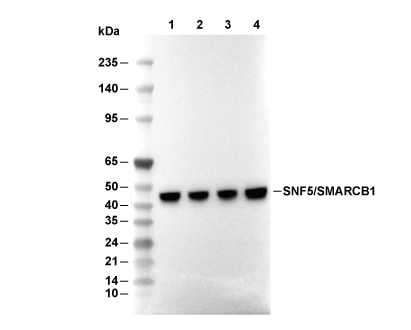 SNF5/SMARCB1 Antibody [D12C14] WB