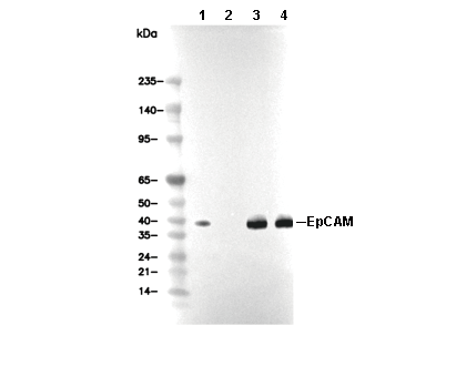 EpCAM Antibody [A14P2] WB