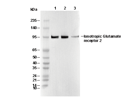 Ionotropic Glutamate receptor 2 Antibody [P18H1] WB