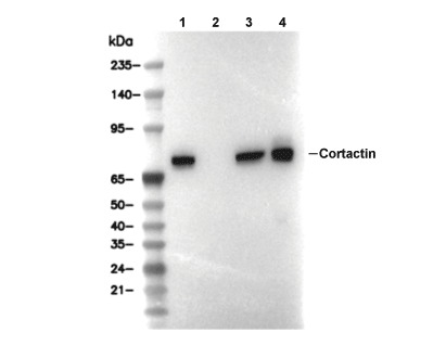Cortactin Antibody [D8L7] WB