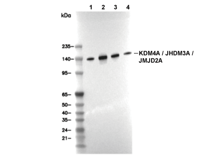 JMJD2A Antibody [G6B24] WB