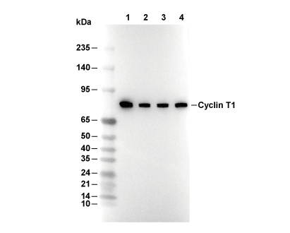 Cyclin T1 Antibody [L16J22] WB
