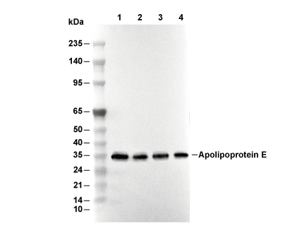 Apolipoprotein E Antibody [L10K14] WB