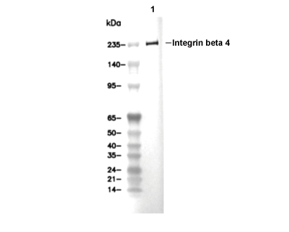 F4858-wb