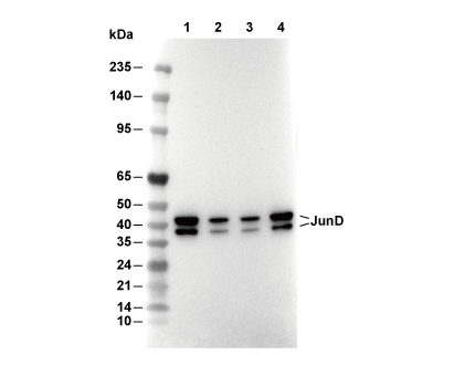 JunD Antibody [K7H15] WB