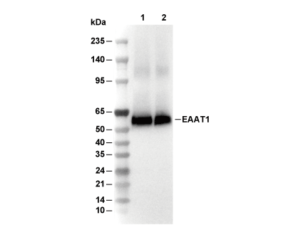 EAAT1 Antibody [B6P21] WB