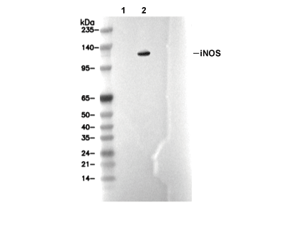 iNOS Antibody [G10L10] WB