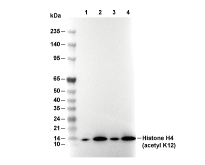 Acetyl-Histone H4 (Lys12) Antibody [D15E14] WB