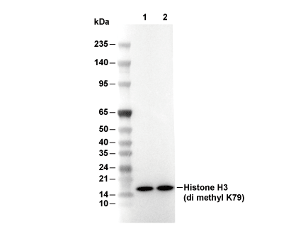 Histone H3 (di methyl Lys79) Antibody [F10E18] WB