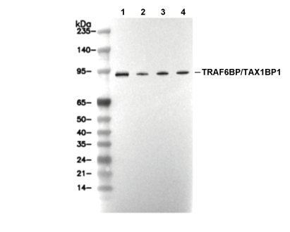 TRAF6BP/TAX1BP1 C-terminal Antibody [J5J4] WB