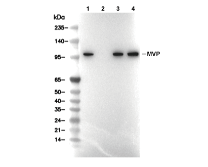 MVP Antibody [A3H13] WB