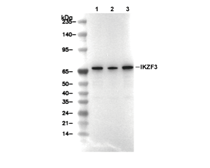 IKZF3 Antibody [D19G22] WB