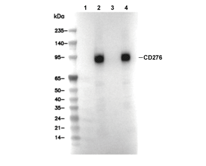 CD276 Antibody [P14M24] WB