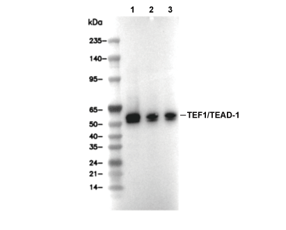 TEAD1 Antibody [H6K12] WB