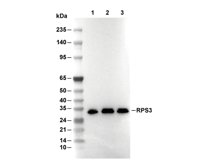 RPS3 (Ribosome Marker) Antibody [J10K2] WB