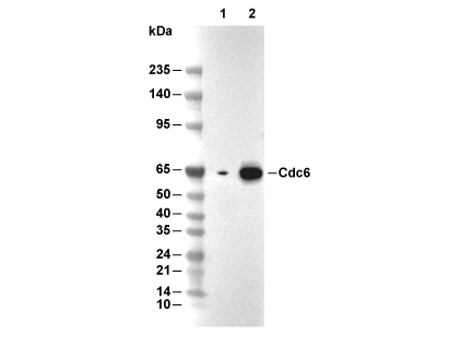 Cdc6 Antibody [L3E6] WB