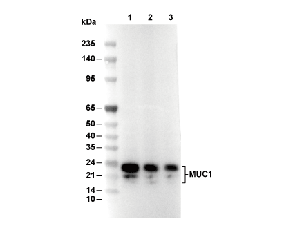 MUC1 Antibody [F23K8] WB