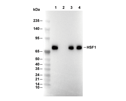 HSF1 Antibody [H19A5] WB