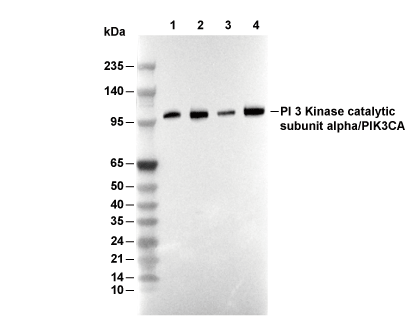 PI 3 Kinase catalytic subunit &alpha;/PIK3CA Antibody [C16C18] WB