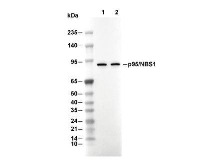p95/NBS1 Antibody [P16D23] WB