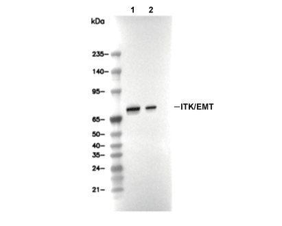 ITK Antibody [H23L5] WB