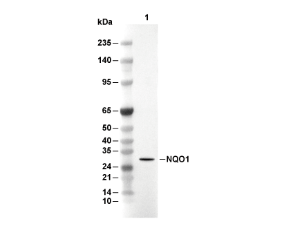 NQO1 Antibody [C17H19] WB