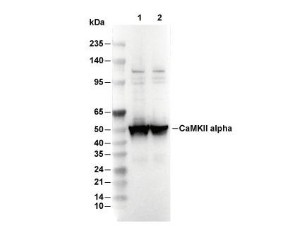 CaMKII-&alpha; Antibody [P6K24] WB